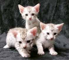 Chocolate Silver Ocicat Kittens