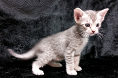 Blue Ocicat Kitten