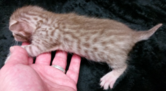 Chocolate Silver Ocicat For Adoption