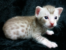 Chocolate Silver Ocicat For Sale