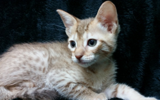 Cinnamon Ocicat For Adoption