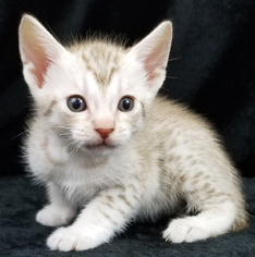 Chocolate Silver Ocicat Kitten