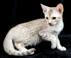 Chocolate Silver Ocicat Kittens For Sale