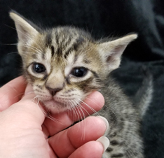 Face of a Female Tawny Ocicat Kitten Hypoallergenic Cats