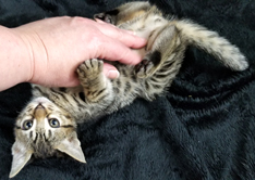 Female Tawny Ocicat Kitten playing Allergen Free Cats