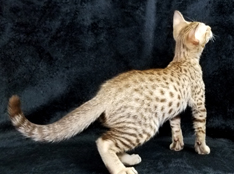 Cosmic Spots Ocicats, Ocicat Kittens For Sale Year Round. Breeder Of 