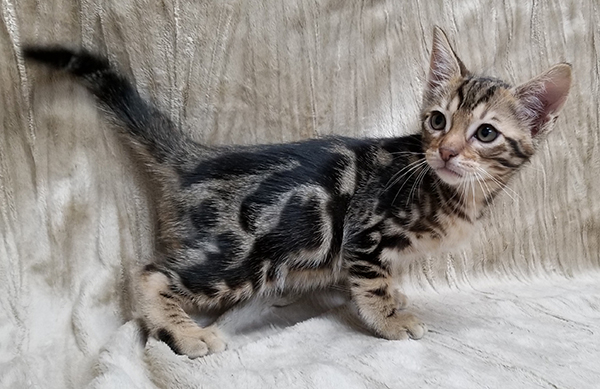 Clasic Pattern Ocicat Kitten Swirls Instead of Spots