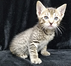 Tawny Ocicat Kitten