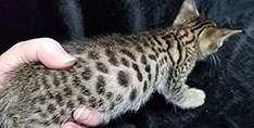 Tawny Ocicat with Black Spots