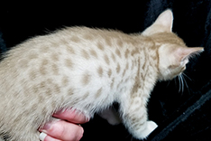 Cinnamon Silver Ocicat Kitten for adoption