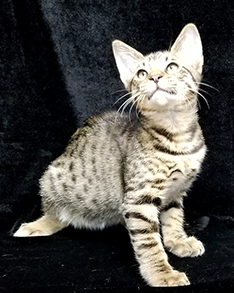 Large Tawny Ocicat Kitten