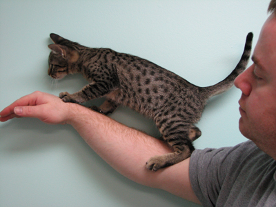 Tawny Ocicat Kitten