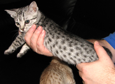 Ebony Silver Ocicat kitten