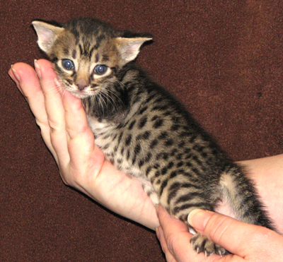 ocicat tawny male kitten