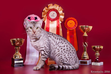 International Grand Champion Ocicat