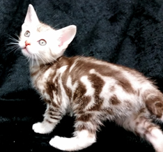 Classic Ocicat Kitten