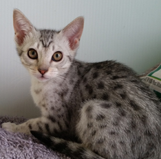 Cosmic Spots Ocicats, Ocicat Kittens for sale year round. Breeder of ...