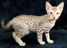 Cosmic Spots Ocicats, Ocicat Kittens for sale year round. Breeder of ...