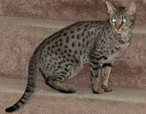 Cosmic Spots Ocicats, Ocicat Kittens for sale year round. Breeder of ...